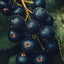 Black Currant