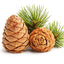 Cedarwood