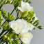 Freesia