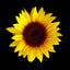 Sunflower Oil