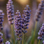 Lavendar