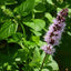 Patchouli