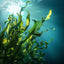 Seaweed