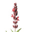 Spicy lavender