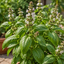 Basil