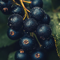 Black Currant