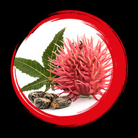 Castor seed oil