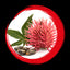 Castor seed oil