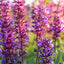 Clary Sage