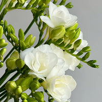 Freesia
