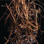 Haitian Vetiver