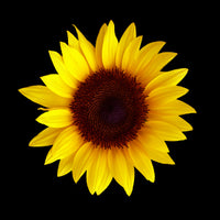 Sunflower Oil