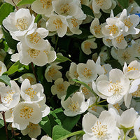 Jasmine