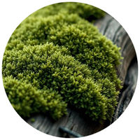 Moss
