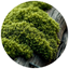 Moss
