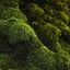 Oakmoss