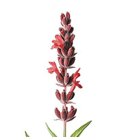 Spicy lavender