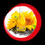 Sunflower seed wax