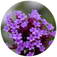 Vervain
