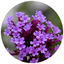 Vervain