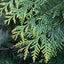 Virginia Cedar