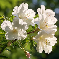 White Musk