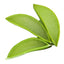 AloeVera